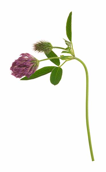 Koniczyna pogięta (Trifolium medium)