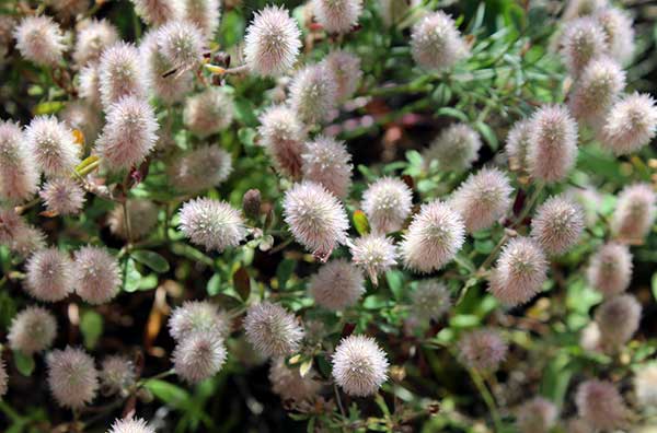 Koniczyna polna, kotki (Trifolium arvense)
