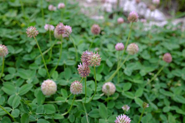 Koniczyna rozdęta, gardzielnik (Trifolium fragiferum)