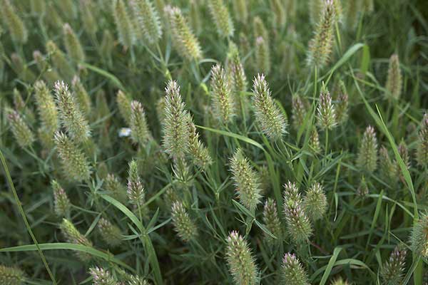 Koniczyna wąskolistna (Trifolium angustifolium)