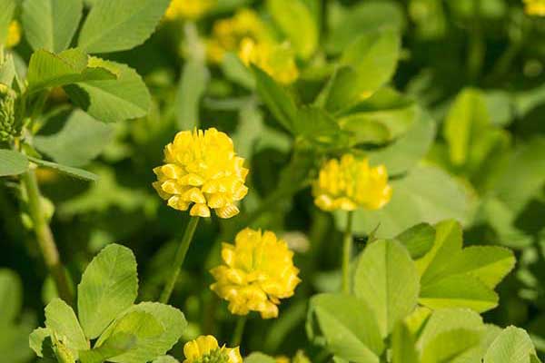 Koniczyna złocistożółta (Trifolium aureum)