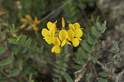 Konikleca czubata (Hippocrepis comosa)