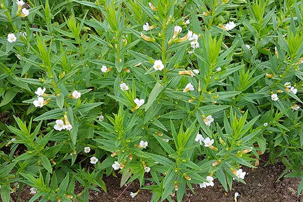 Konitrut błotny (Gratiola officinalis)