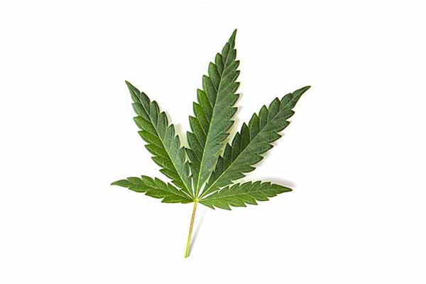 Konopie siewne (Cannabis sativa)