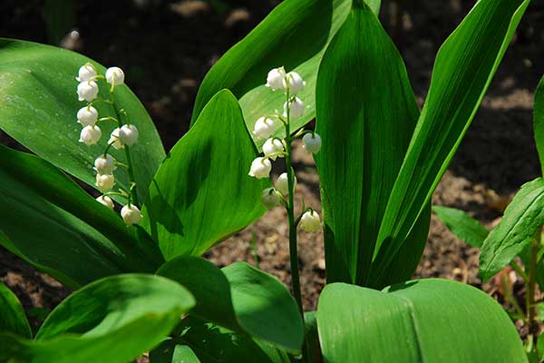 Konwalia majowa, lanuszka (Convallaria majalis)