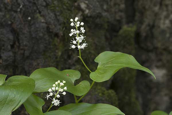 Konwalijka dwulistna, majownik (Maianthemum bifolium)