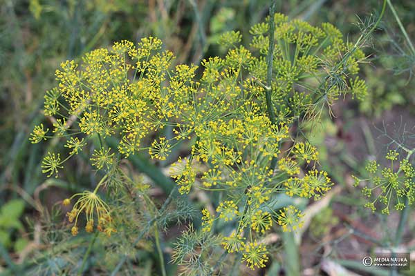 Koper ogrodowy (Anethum graveolens)