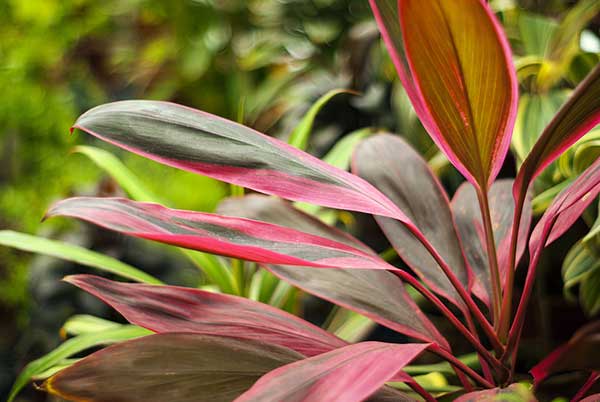 Kordylina krzewiasta (Cordyline fruticosa)