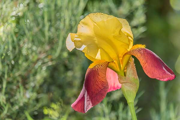 Kosaciec bródkowy (Iris ×barbata)