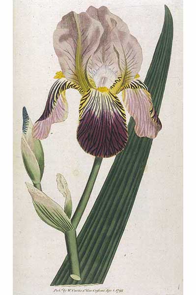 Kosaciec bzowy (Iris sambucina)