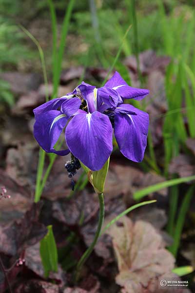 Kosaciec gładki (Iris laevigata)