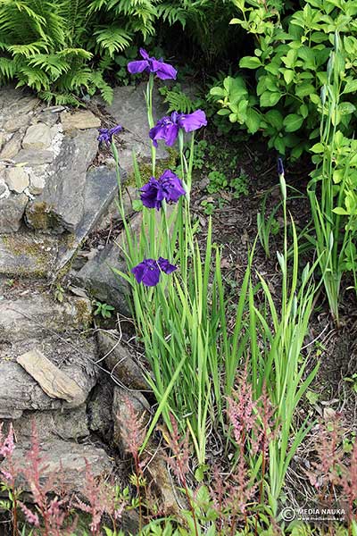 Kosaciec mieczolistny (Iris ensata)