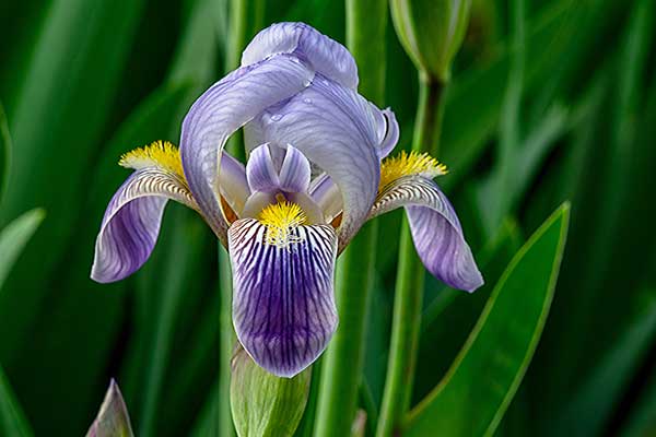 Kosaciec niemiecki, kosaciec ogrodowy (Iris germanica)