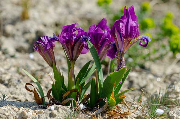 Kosaciec niski (Iris pumila)