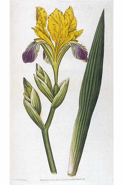 Kosaciec pstry (Iris variegata)