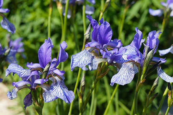 Kosaciec syberyjski (Iris sibirica)