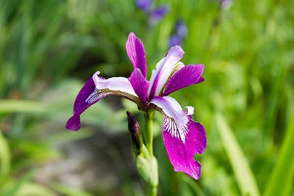Kosaciec trawolistny (Iris graminea)