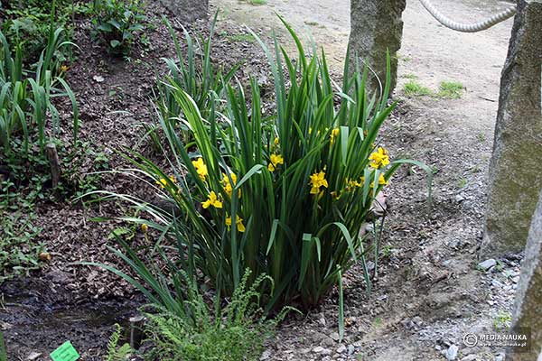 Kosaciec żółty (Iris pseudacorus)