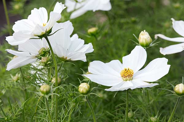 Kosmos pierzasty (Cosmos bipinnatus)