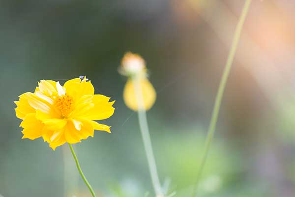 Kosmos żółty, kosmos siarkowy (Cosmos sulphureus)