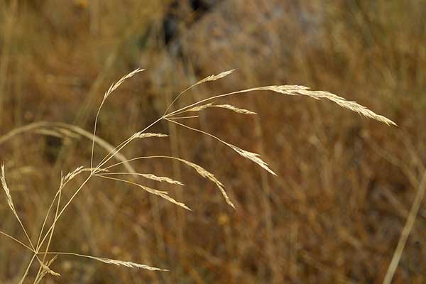 Kostrzewa łąkowa (Festuca pratensis)