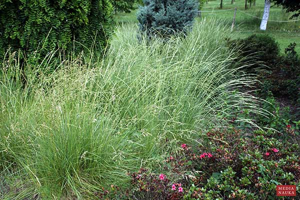 Kostrzewa Maire'a, kostrzewa atlaska (Festuca mairei)