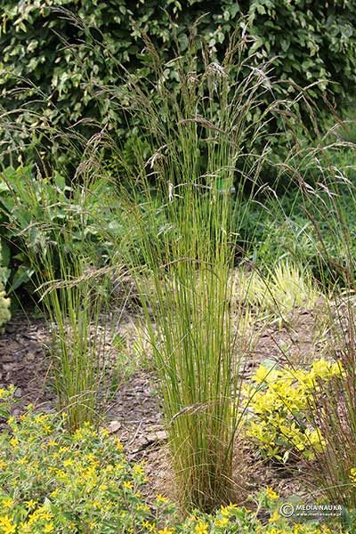 Kostrzewa różnolistna (Festuca heterophylla)