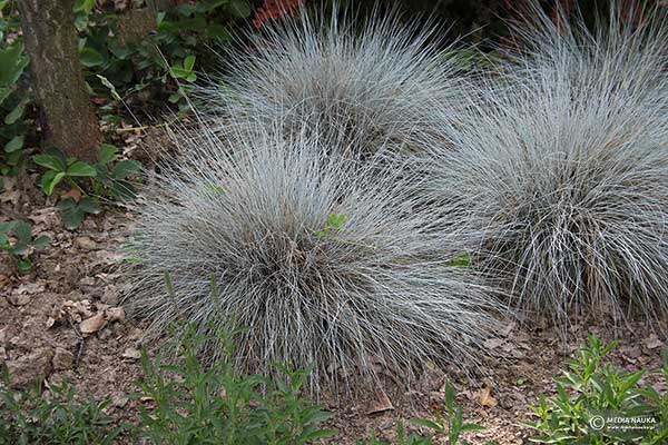 Kostrzewa sina, kostrzewa popielata (Festuca glauca)