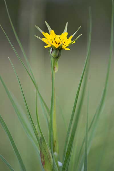 Kozibród łąkowy (Tragopogon pratensis)