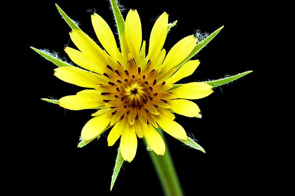 Kozibród wielki (Tragopogon dubius)