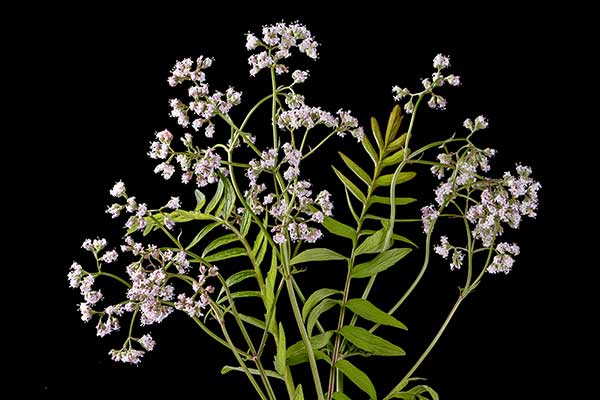 Kozłek lekarski (Valeriana officinalis)