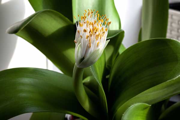 Krasnokwiat białokwiatowy (Haemanthus albiflos)