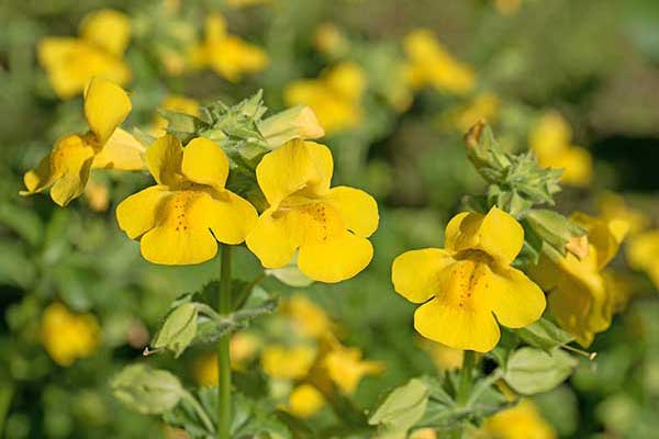 Kroplik żółty (Mimulus guttatus)