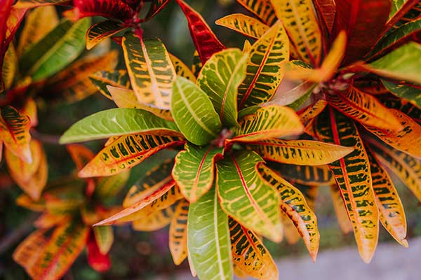 Kroton (Codiaeum variegatum)
