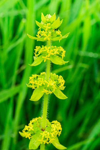 Krucjata krzyżowa, przytulia krzyżowa (Cruciata laevipes)