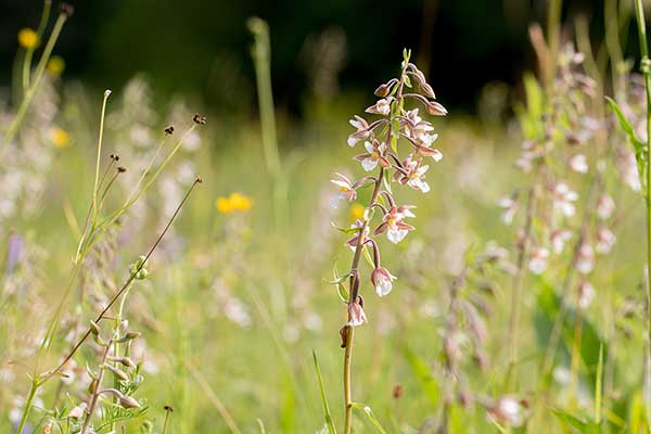 Kruszczyk błotny (Epipactis palutris)