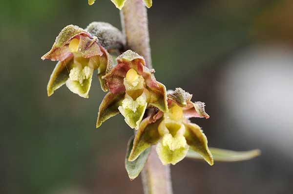 Kruszczyk drobnolistny (Epipactis microphylla)