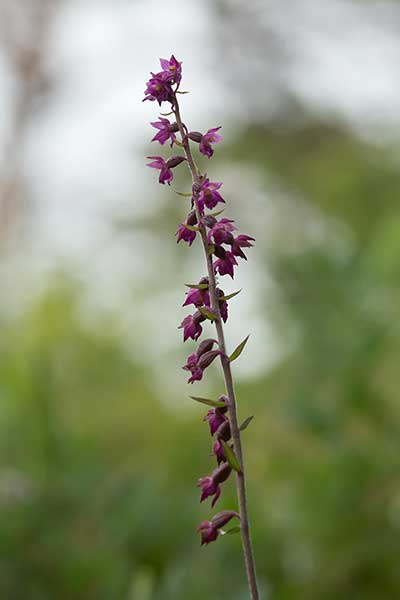 Kruszczyk rdzawoczerwony (Epipactis atrorubens)