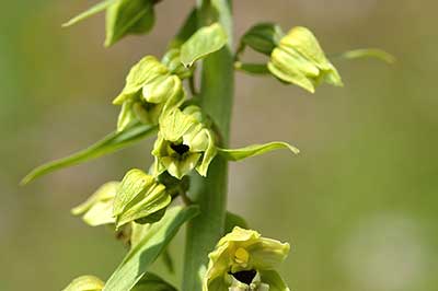 Kruszczyk szerokolistny (Epipactis helleborine)