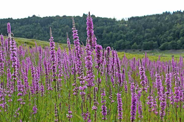 Krwawnica pospolita (Lythrum salicaria)