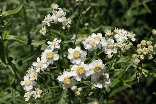 Krwawnik kichawiec (Achillea ptarmica)