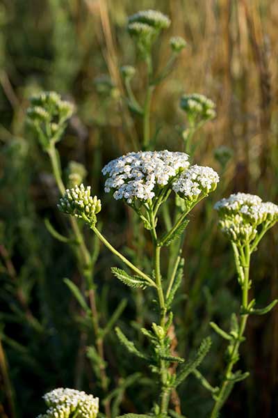 Krwawnik pagórkowy (Achillea collina)