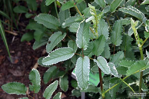 Krwiściąg lekarski (Sanguisorba officinalis)