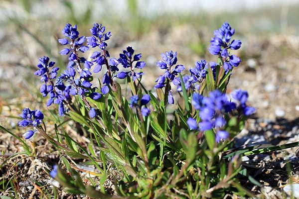 Krzyżownica górska (Polygala amara)