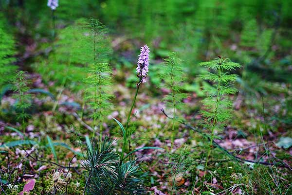 Kukułka bałtycka (Dactylorhiza baltica)