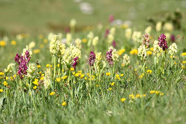 Kukułka bzowa (Dactylorhiza sambucina)