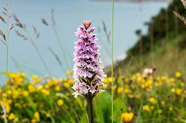 Kukułka Fuchsa, stoplamek Fuchsa (Dactylorhiza fuchsii)