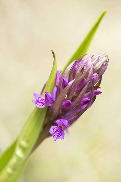 Kukułka krwista, stoplamek krwisty (Dactylorhiza incarnata)