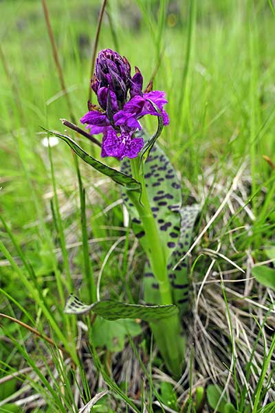 Kukułka sercowata (Dactylorhiza cordigera)