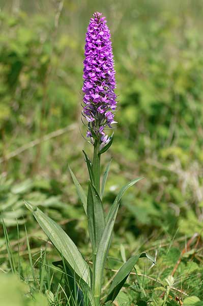 Kukułka zapoznana (Dactylorhiza praetermissa)